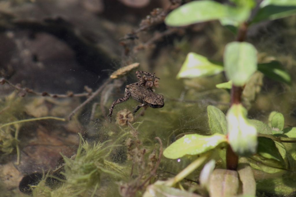 Girini e piccoli adulti di Bufo bufo